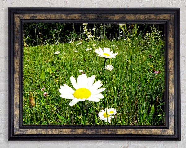 Daisy Field Framed Print