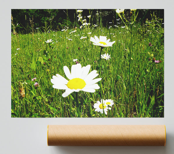 Daisy Field Poster