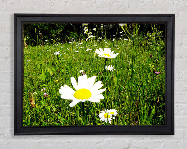 Daisy Field Framed Print