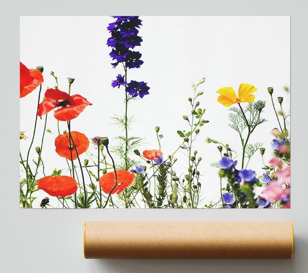 Wild Flower Garden In Bloom Giclee Print