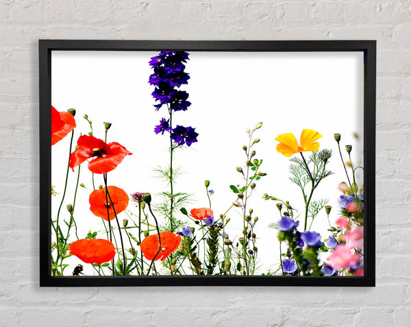Wild Flower Garden In Bloom Framed Print
