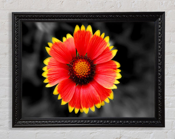 Colours Of The Sun Framed Print