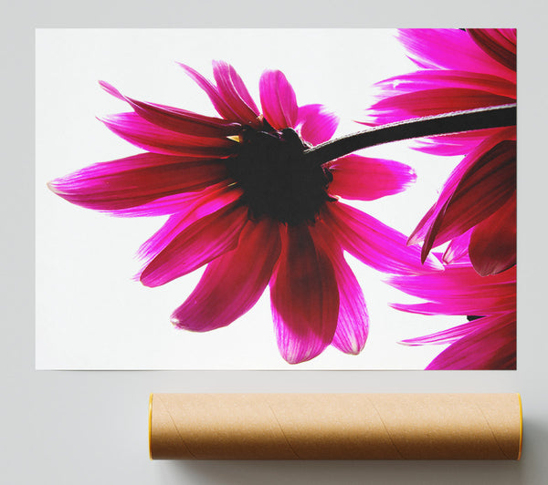 Stunning Pink Petals Bathed In Light Giclee Print