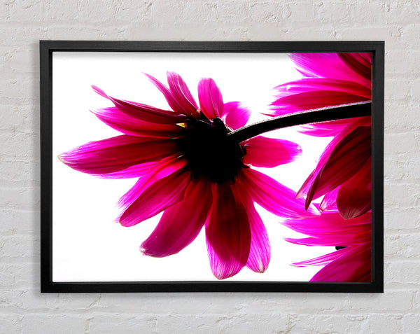 Stunning Pink Petals Bathed In Light Framed Print