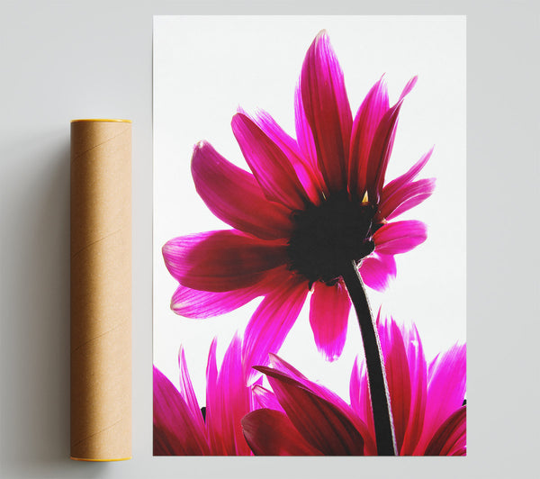 Delicate Pink Giclee Print