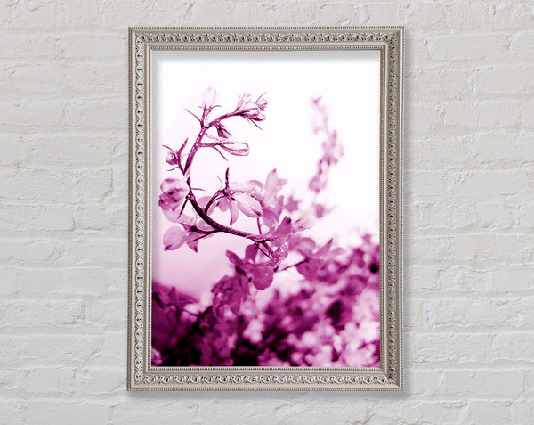 Cherry Blossom Framed Print