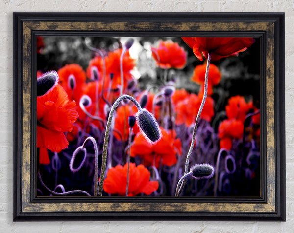 Field Of Red Poppys Framed Print
