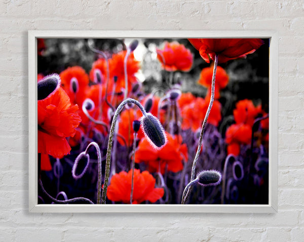 Field Of Red Poppys Framed Print