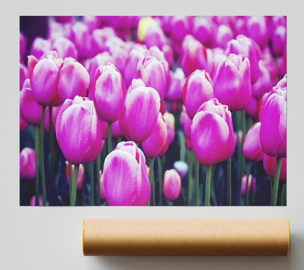 A Field Of Pink Tulips Poster