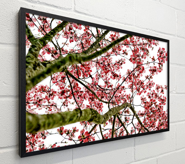 The Cherry Blossom Tree