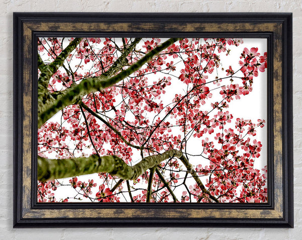 The Cherry Blossom Tree Framed Print