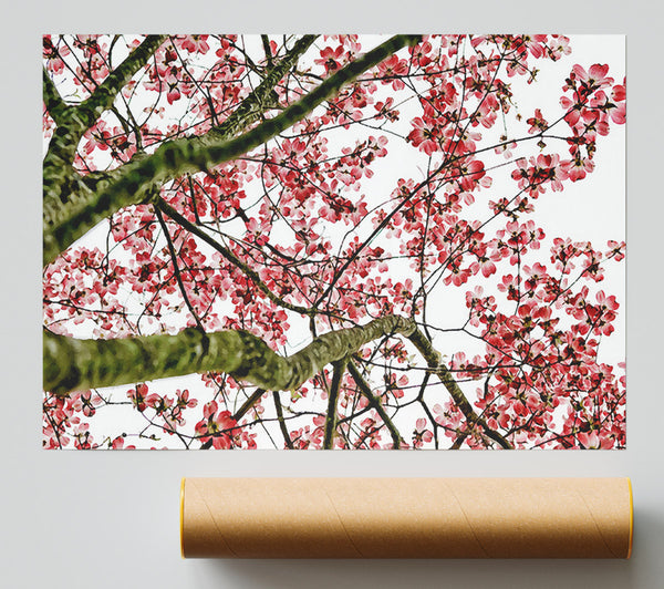 The Cherry Blossom Tree Print