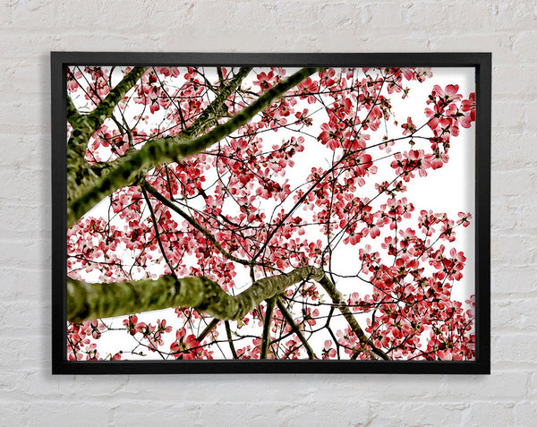 The Cherry Blossom Tree Framed Print