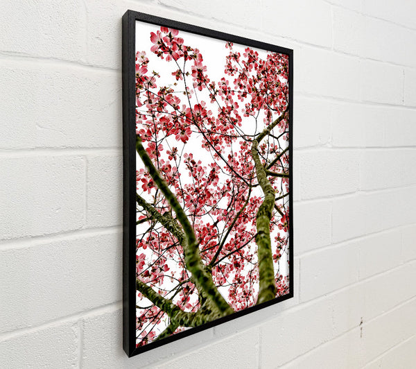 Pink Cherry Blossom Tree