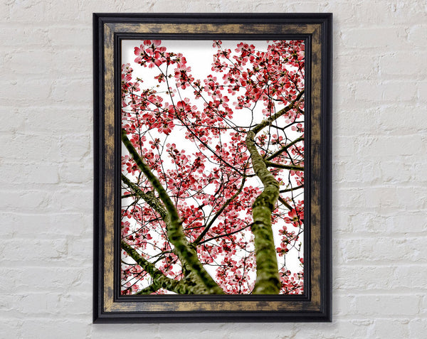 Pink Cherry Blossom Tree Framed Print