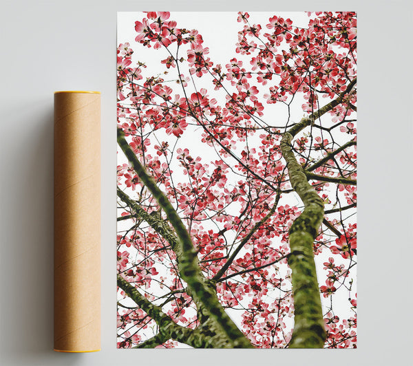 Pink Cherry Blossom Tree Giclee Print