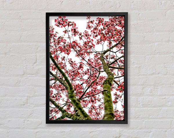Pink Cherry Blossom Tree Framed Print