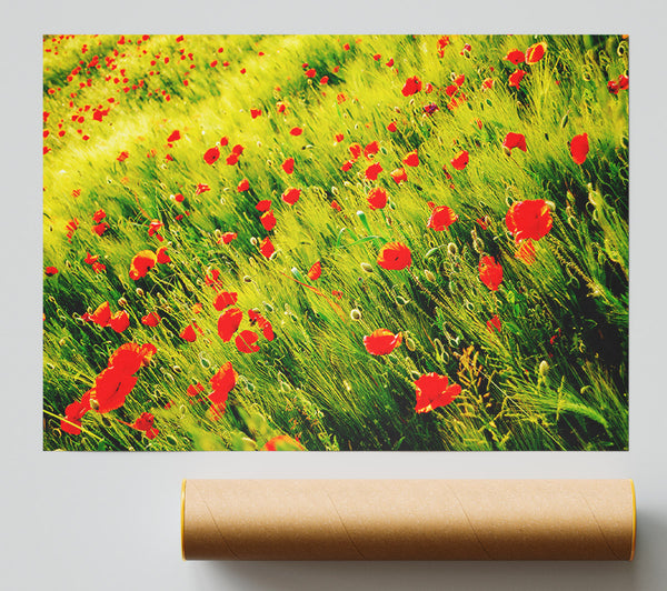 Wild Poppy Field Giclee Print