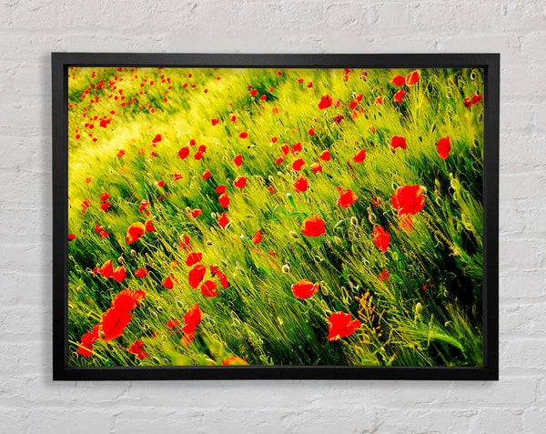 Wild Poppy Field Framed Print
