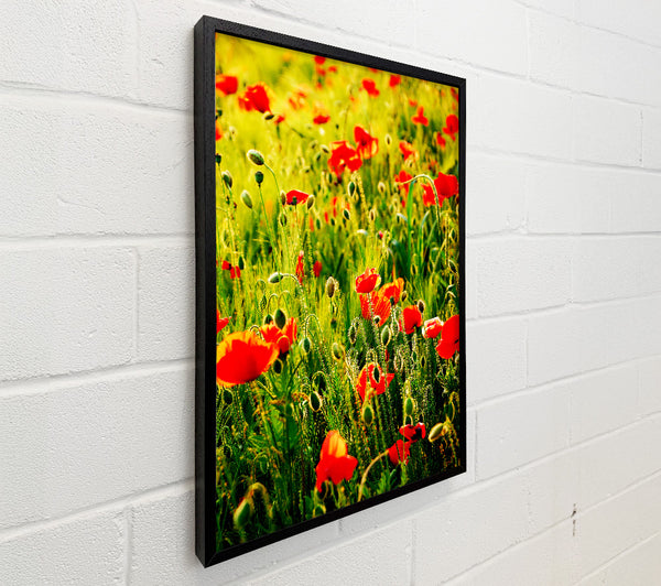 Poppy Field Sunlight