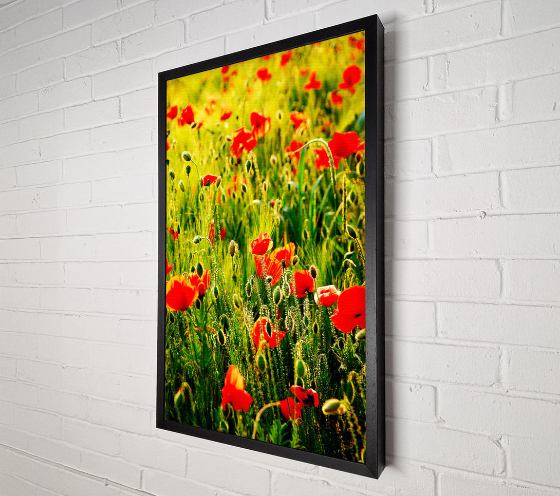  A Canvas Print of Poppy Field Sunlight Canvas Print