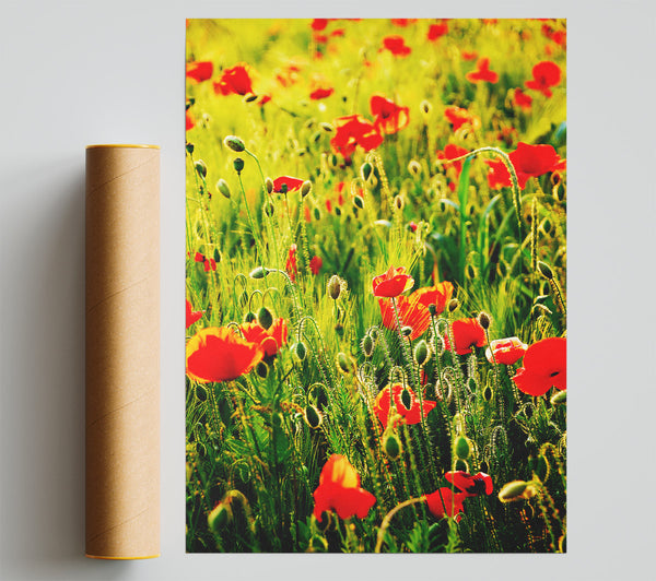Poppy Field Sunlight Print
