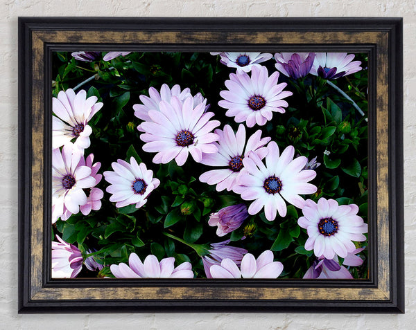 White Pink Baby Daisies Framed Print
