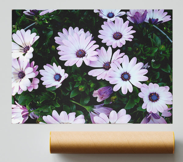 White Pink Baby Daisies Poster