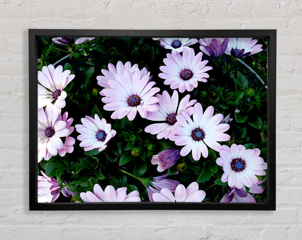 White Pink Baby Daisies Framed Print