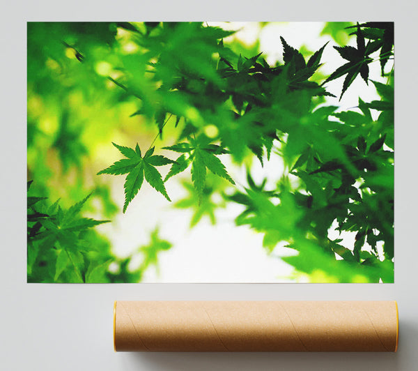 Green Leaves Bathed In Sunlight Poster