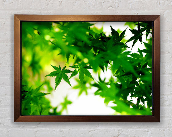 Green Leaves Bathed In Sunlight Framed Print