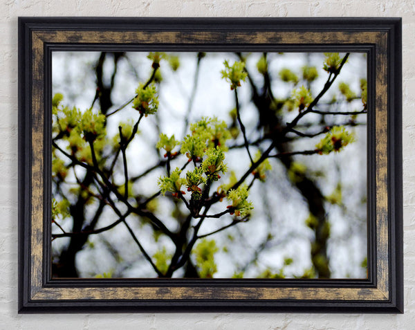 The First Signs Of Spring Framed Print