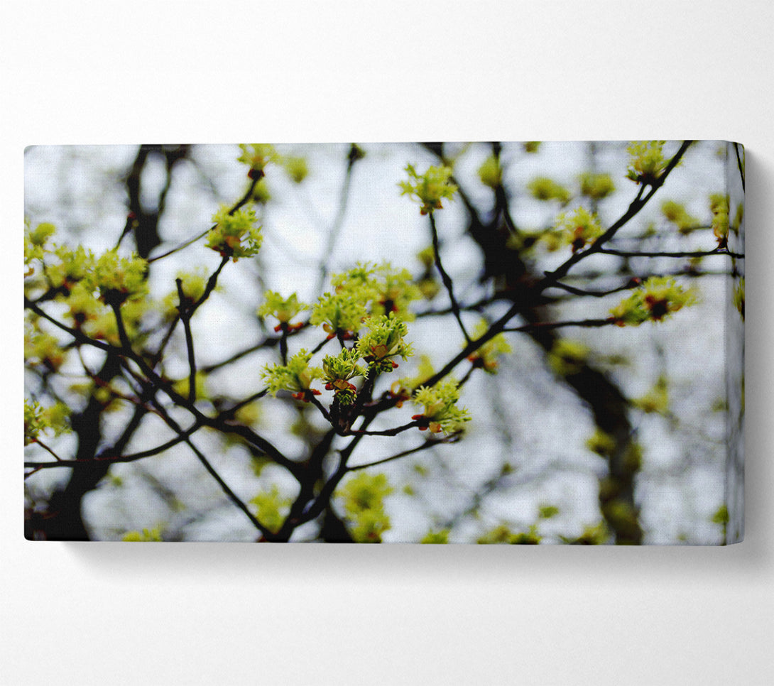  A Canvas Print of The First Signs Of Spring Canvas Art