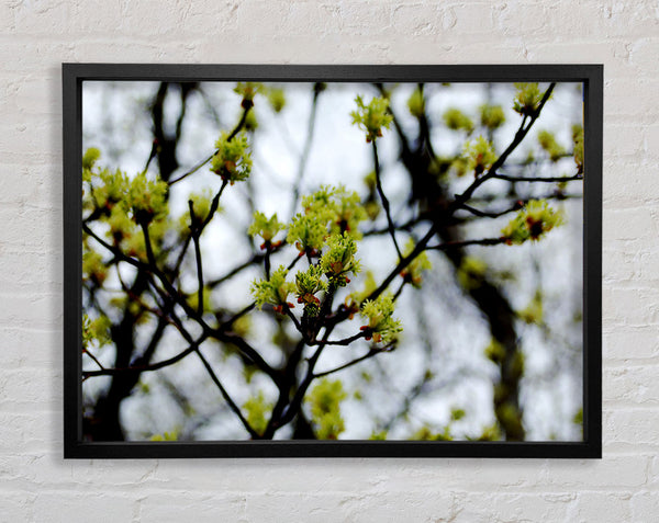 The First Signs Of Spring Framed Print