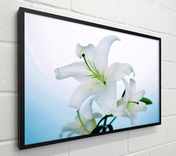 White Flowers In Bloom On Baby Blue