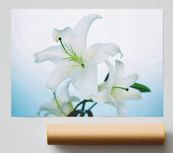 White Flowers In Bloom On Baby Blue Poster