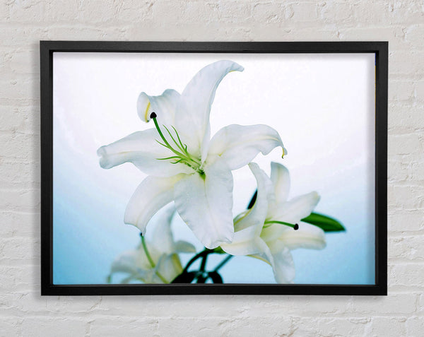 White Flowers In Bloom On Baby Blue Framed Print