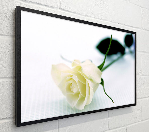 Single White Rose