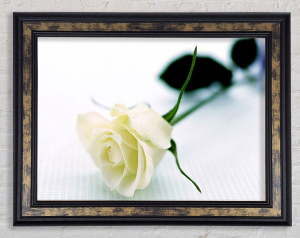 Single White Rose Framed Print