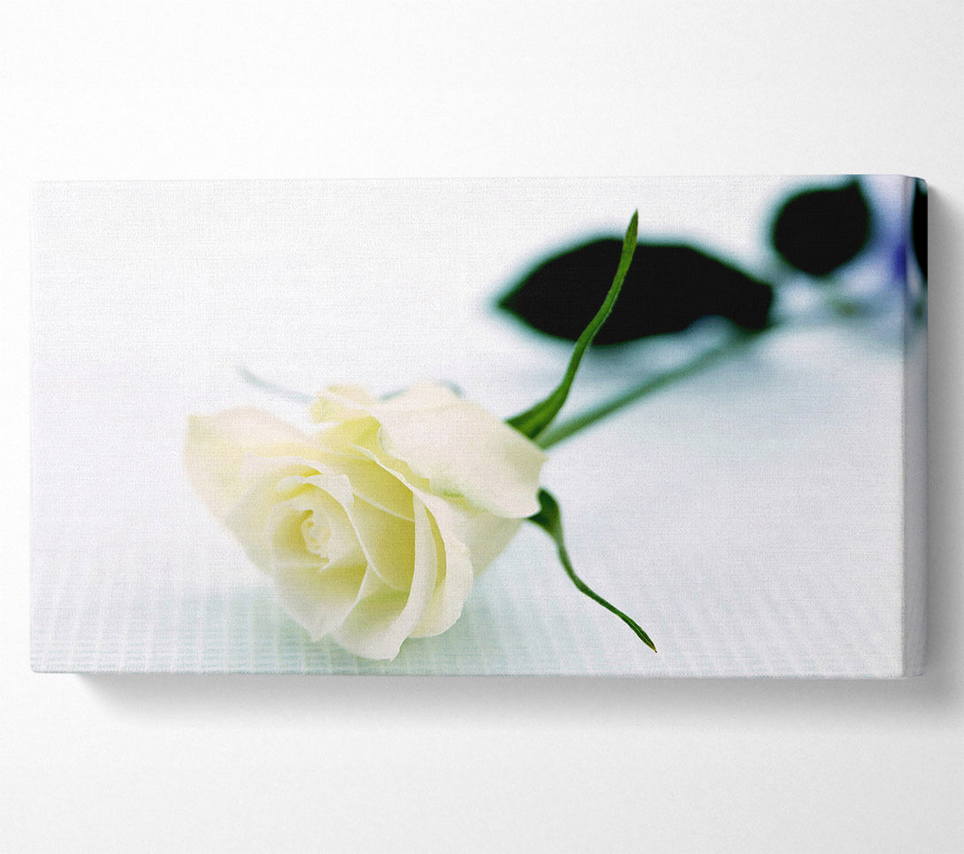  A Canvas Print of Single White Rose Canvas Wall Art