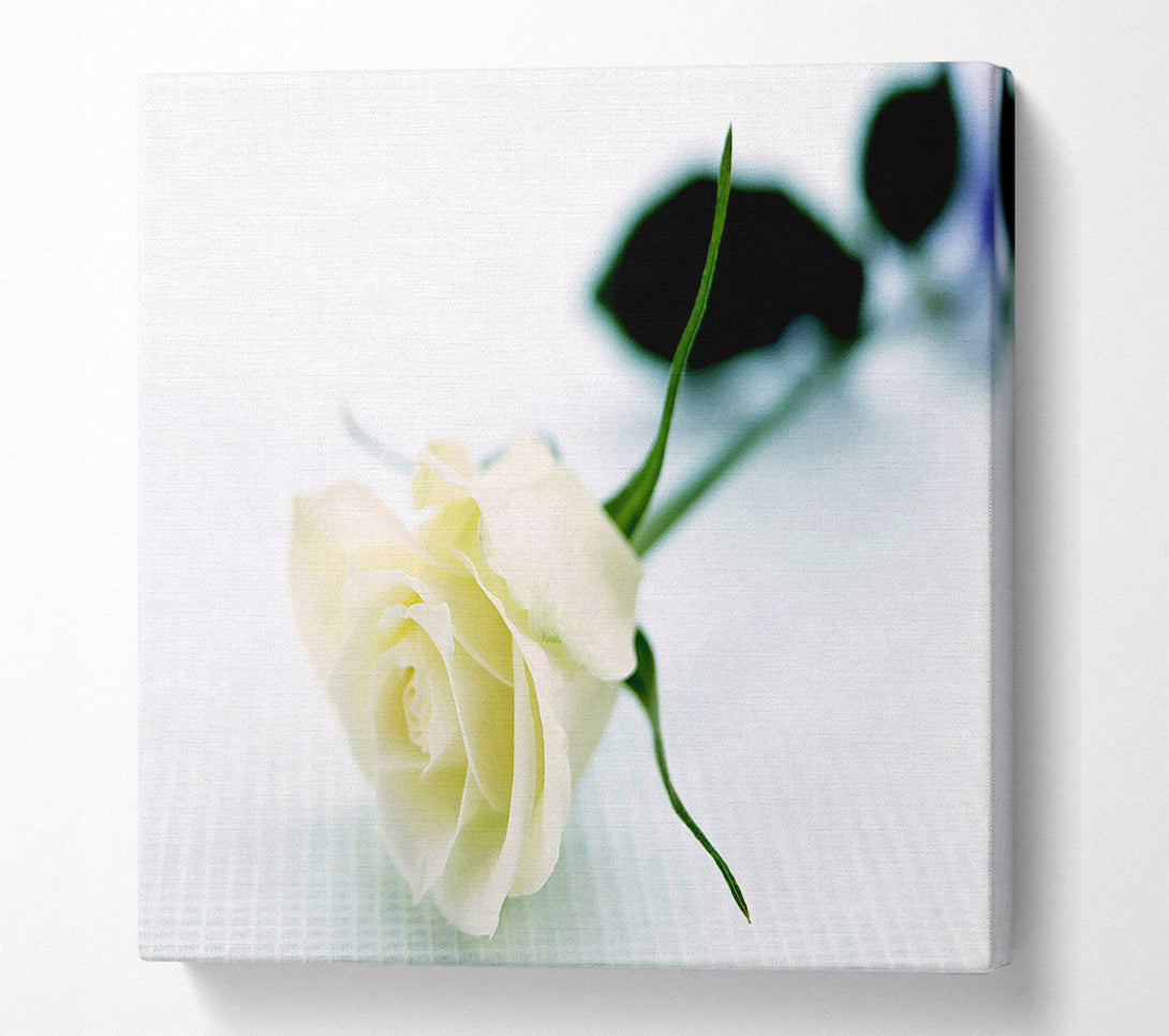  A Canvas Print of Single White Rose Canvas Wall Art