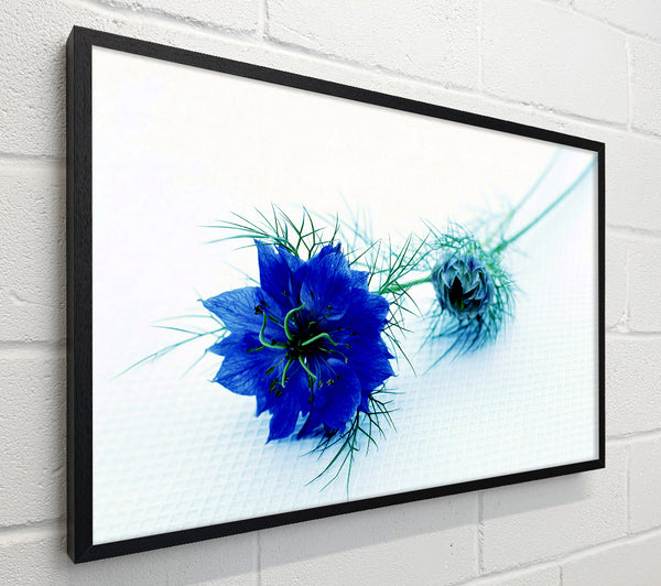 Blue Passion