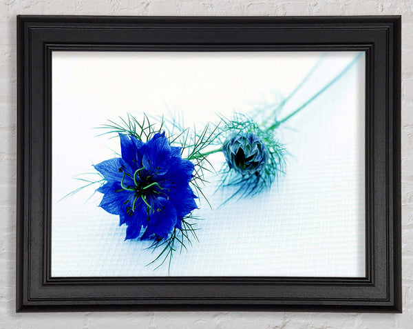 Blue Passion Framed Print