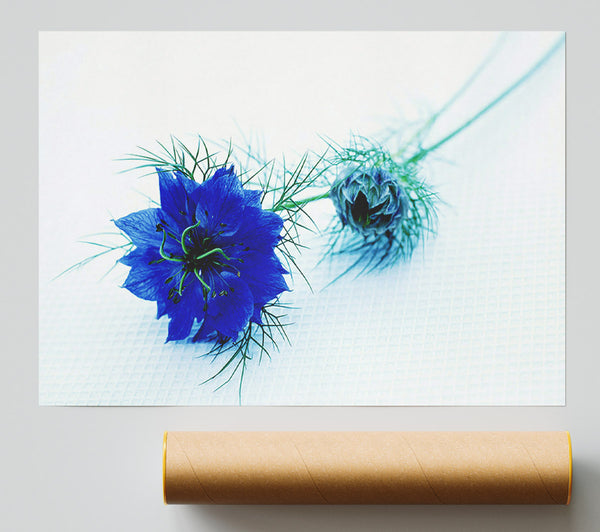 Blue Passion Print