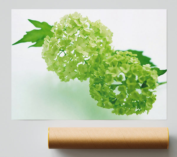 Green Rhododendron Poster