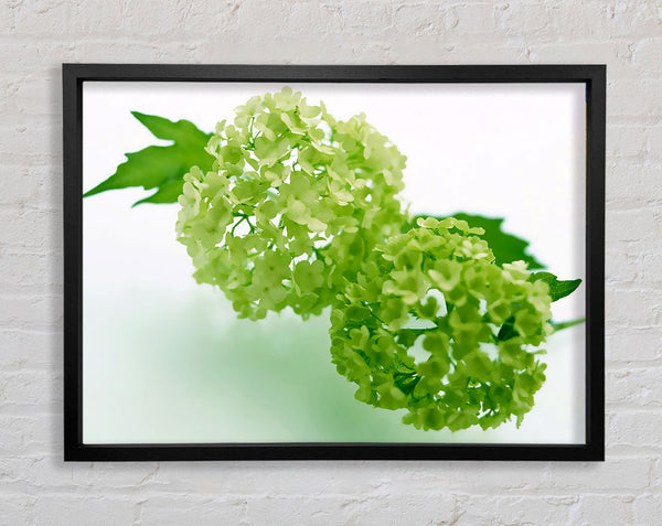 Green Rhododendron Framed Print
