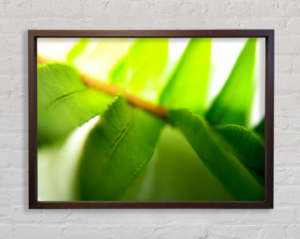 Green Leaves Close-Up Framed Print