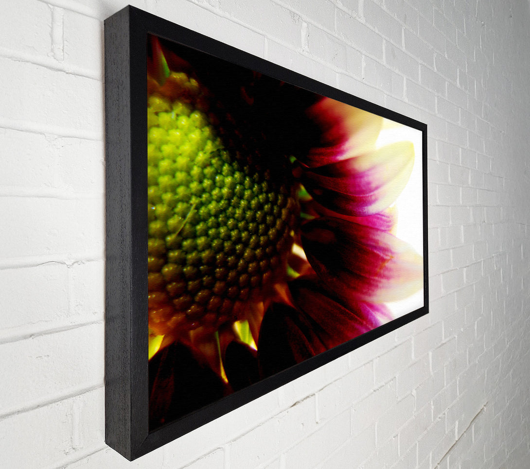  A Canvas Print of Petal Detail Canvas Art