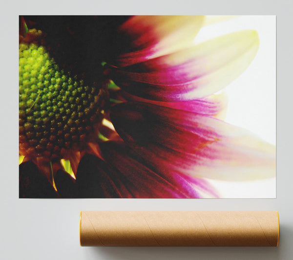 Petal Detail Poster