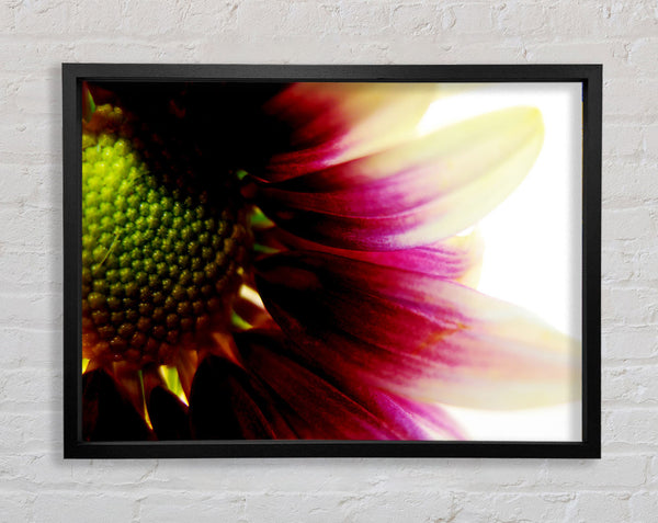 Petal Detail Framed Print